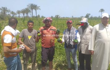 استغاثة مزارعي البطيخ بالبرلس 