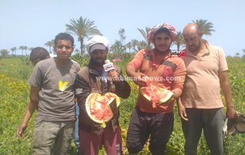استغاثة مزارعي البطيخ بالبرلس 