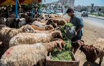 الاضاحي في مصر