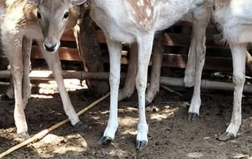 الغزاله الهاربة