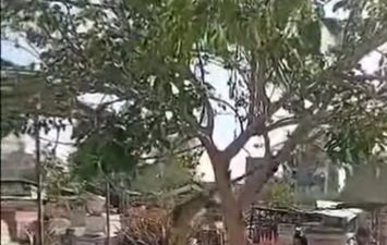 القردة الهاربين