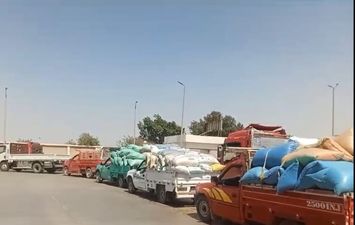 القمح ببنى سويف 