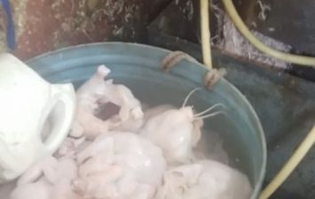ضبط دواجن محقونة بالمياه وأدوات غش غذائي بسوقي الزهور والعصر ببورسعيد