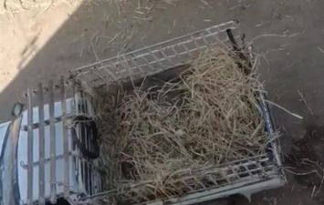 صور من الفيديو المتداول 