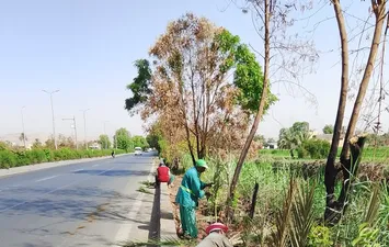 الفاعلية 