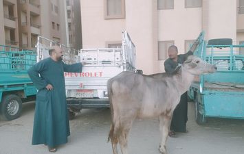 استجابة سريعة لاهل مصر