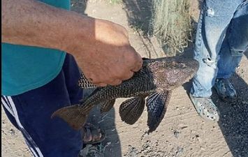 سمكة البليكو المدرعة