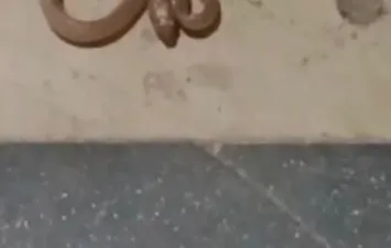 الثعبان