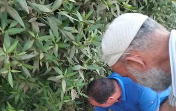 المنوفية 