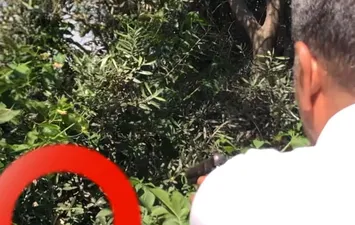 ثعبان ضخم بقرية شعيب