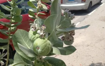 شجرة مسممة تثير الجدل بالإسماعيلية  