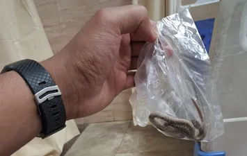 صوره الثعبان 