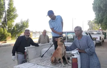 الكلب الضال 
