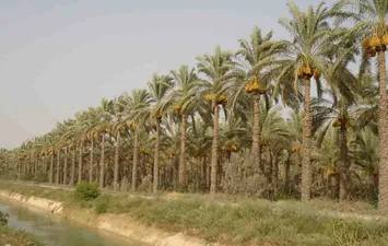  زراعة النخيل بمصر