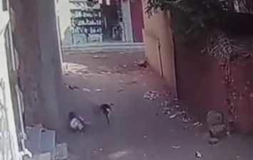 عقر الكلب