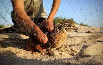 موسم الصيد الطيور المهاجرة بمطروح