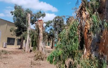  واقعة قطع الأشجار