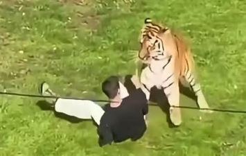 هجوم نمر بحديقة يوركشاير للحياة البرية