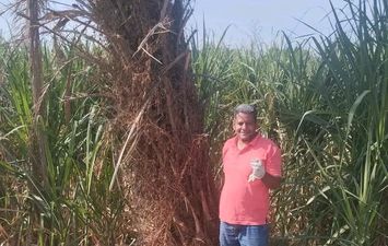 المضبوطات