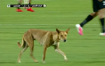 كلب في مباراة البنك الأهلي والمصري 