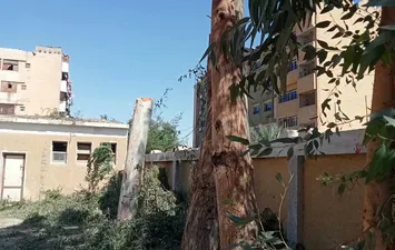 التقليم الجائر