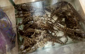 المضبوطات 