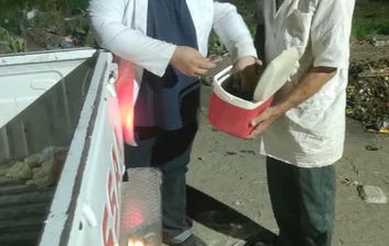 حملة الكلاب الضالة