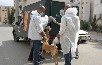 خلال جولته بالحي الإماراتي .. محافظ بورسعيد يتابع أعمال حملة جمع الكلاب الضالة وإيداعها في الشلاتر المخصصة