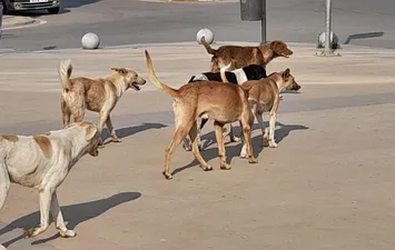 كلاب ضالة