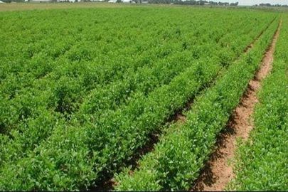 تأثير المناخ على الزراعات 