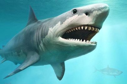 أسماك القرش