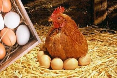 اسعار الدواجن 