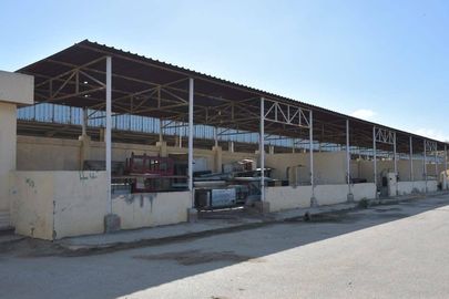 بيطري ببورسعيد يعلن بدء التشغيل التجريبي لشلتر إيواء الكلاب الضالة بمنطقة القابوطي الجديد الأسبوع القادم 