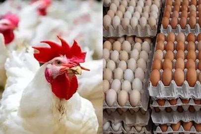 اسعار الدواجن والبيض