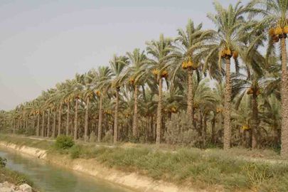 زراعة النخيل بمصر