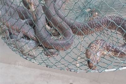 الثعبان