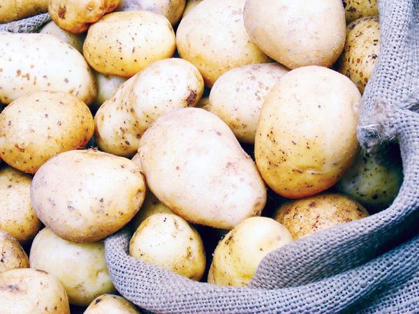 أسعار البطاطس اليوم بالطن 2021