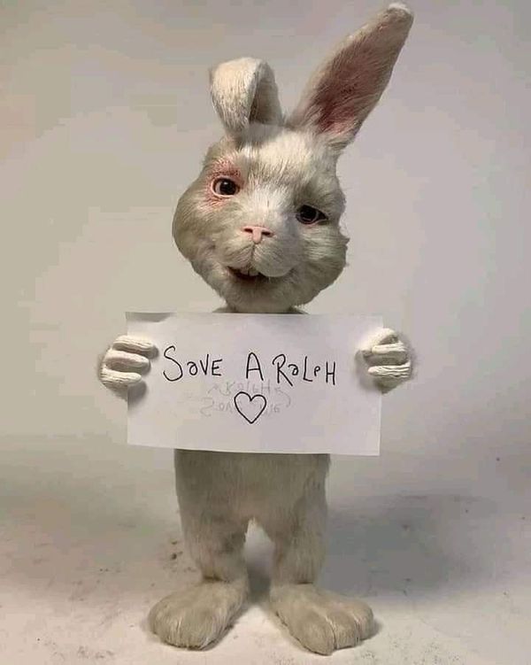 حملة لإنقاذ الأرانب