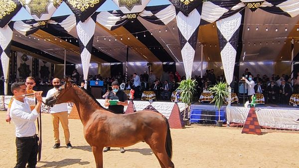 مهرجان الخيول العربية بالبحيرة 