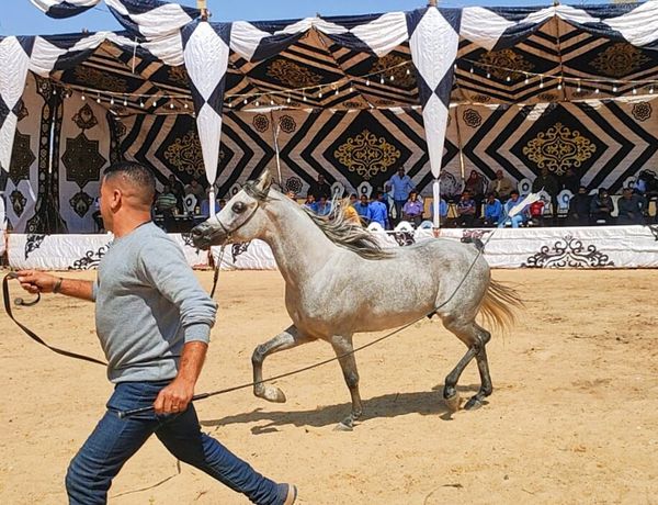 مهرجان الخيول العربية بالبحيرة 
