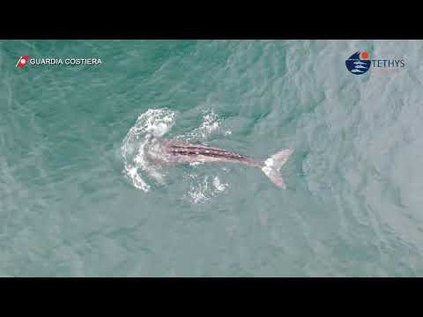 الحوت التائه في البحر المتوسط