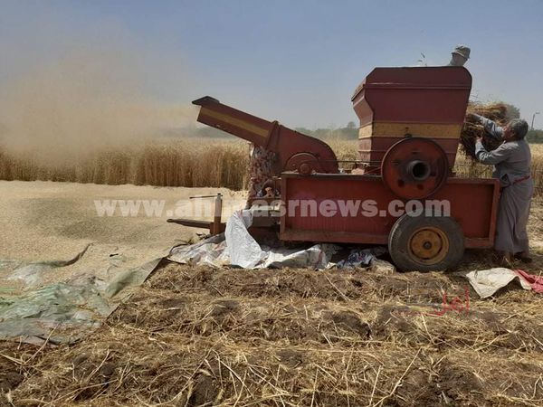 دراس القمح بالقليوبية 