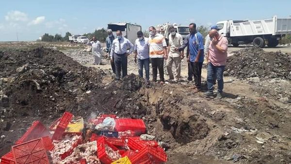 إعدام طن و506 كيلو دواجن غير صالحة بمطوبس فى كفر الشيخ