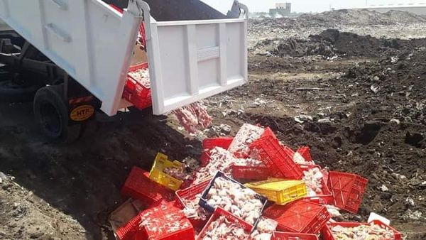 إعدام طن و506 كيلو دواجن غير صالحة بمطوبس فى كفر الشيخ