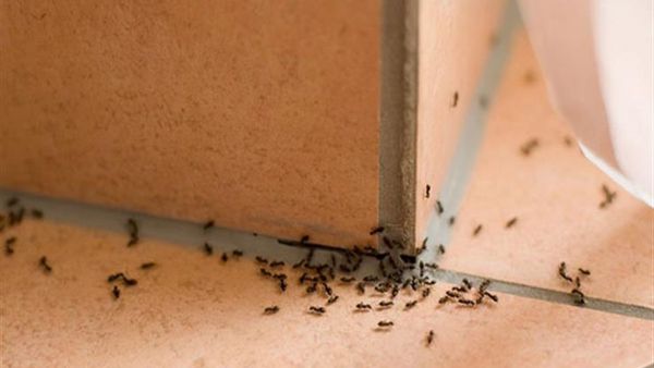 انتشار النمل في المنزل وعلاقته بالحسد وطرق للتخلص منه