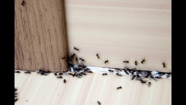 انتشار النمل في المنزل وعلاقته بالحسد وطرق للتخلص منه