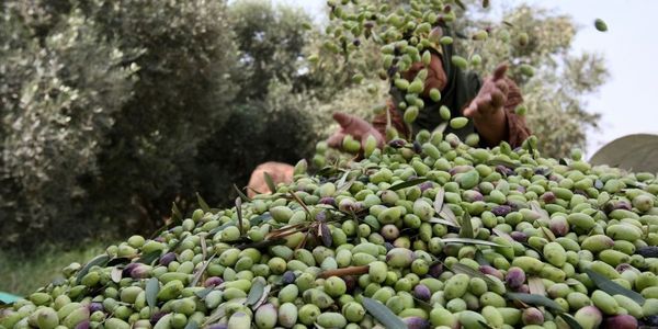 الاستثمار في الزراعة بمطروح 