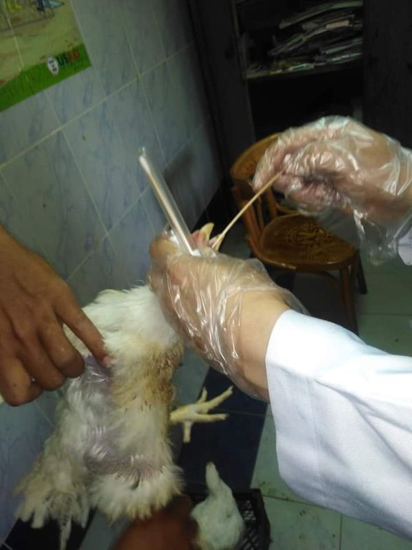 تحصين33 ألف و350 طائراً ضد الأمراض الوبائية وانفلونزا الطيور بكفر الشيخ
