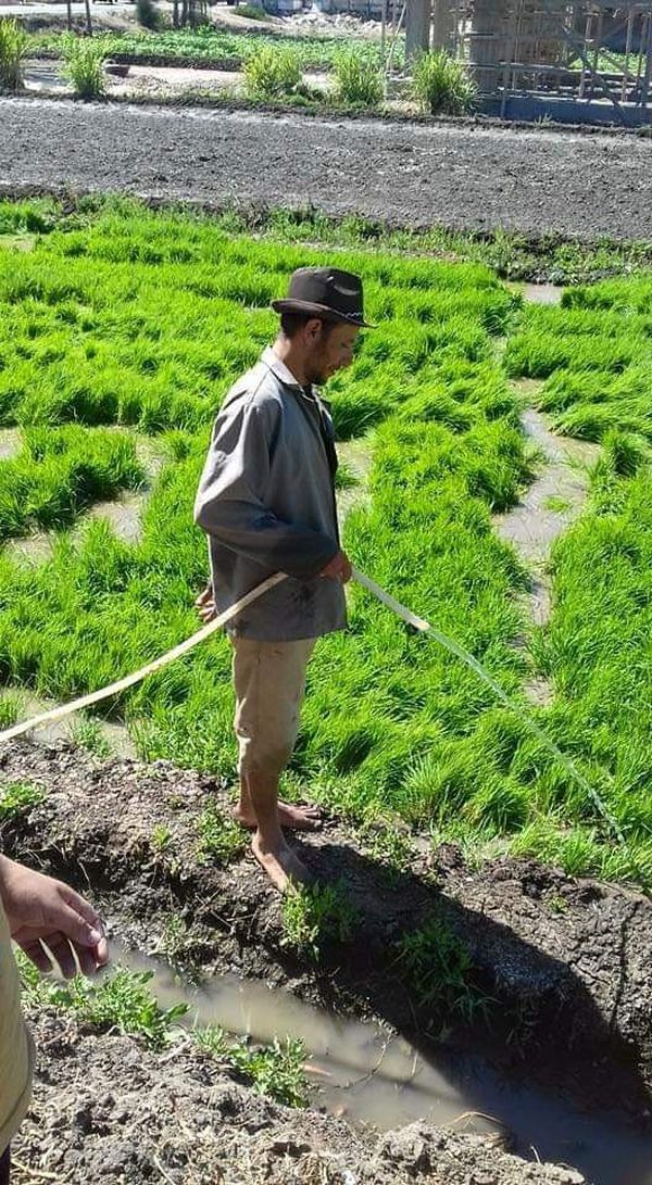 محصول الأرز بالغربية