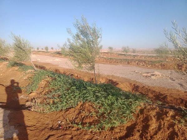 مشروع المليون ونصف فدان في سيوة قُبلة الحياة وأمل جديد للاستثمار الزراعي